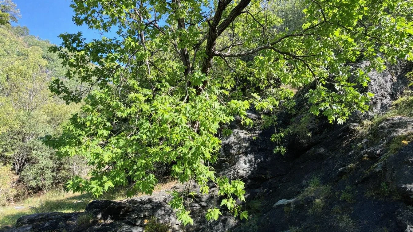 De politieke versplintering: waarom machtsverschuivingen aan de flanken juist goed nieuws zijn voor het midden